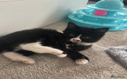 Mixed Breed cats for sale: Mixed breed kittens - Image 4