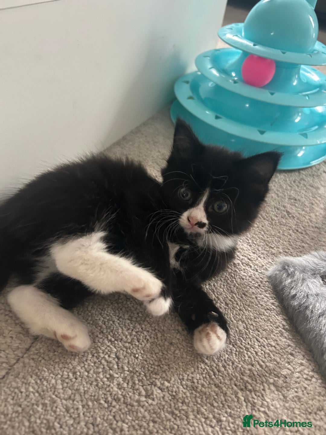 Mixed Breed cats for sale: Mixed breed kittens - Image 4