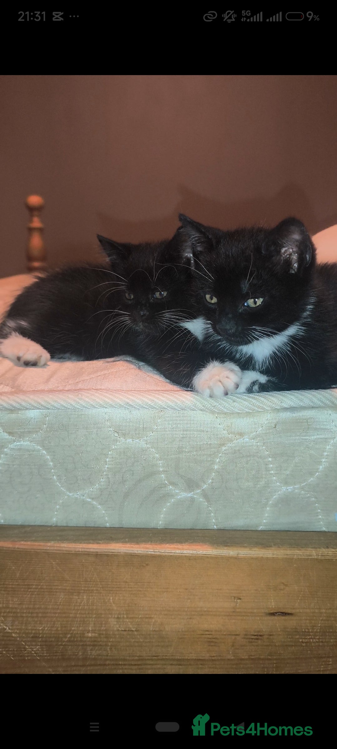 Mixed Breed cats for sale: Three Tuxedo Kittens Looking for Loving Homes - Advert 11