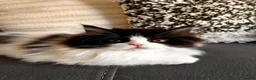 Persian cats for sale: Final Persian x Ragdoll female - Advert 2