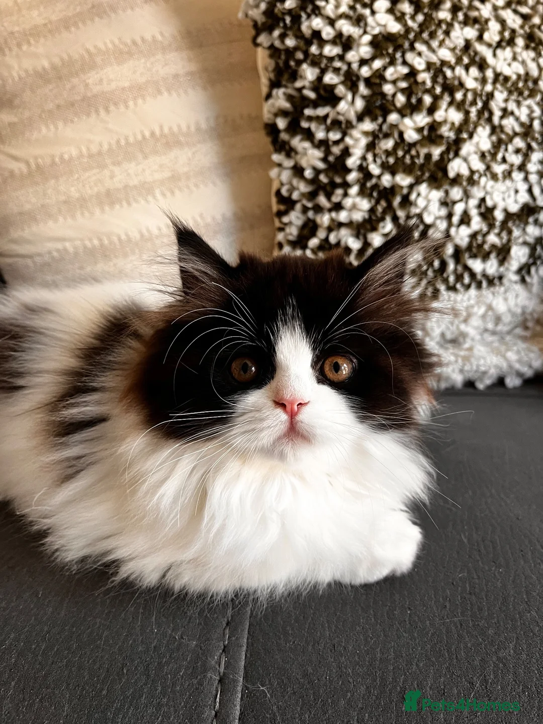 Persian cats for sale: Final Persian x Ragdoll female - Advert 2