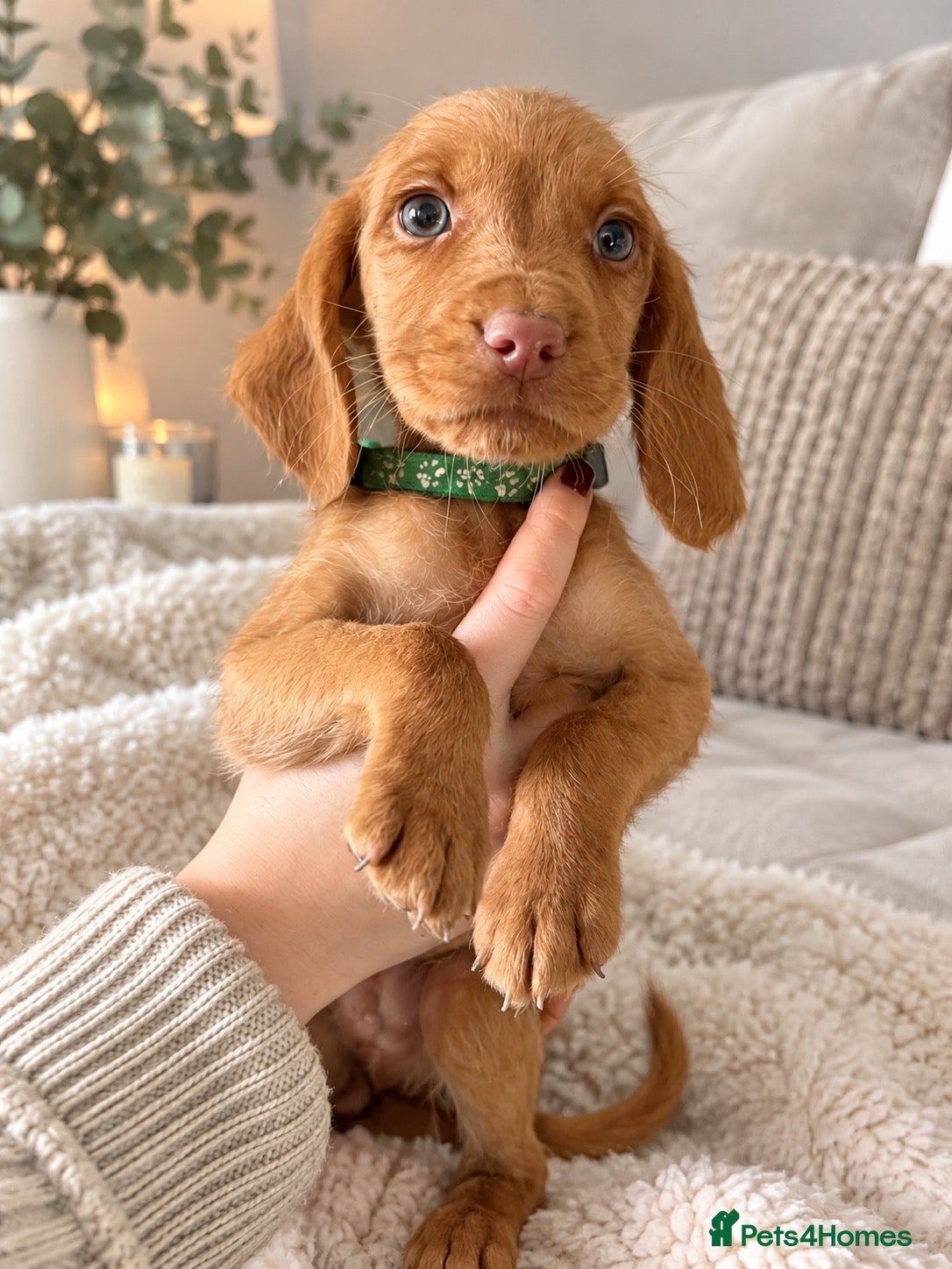 Cockerdor dogs for sale: FOX RED COCKERDOR PUPS ONE BOY LEFT - Advert 2
