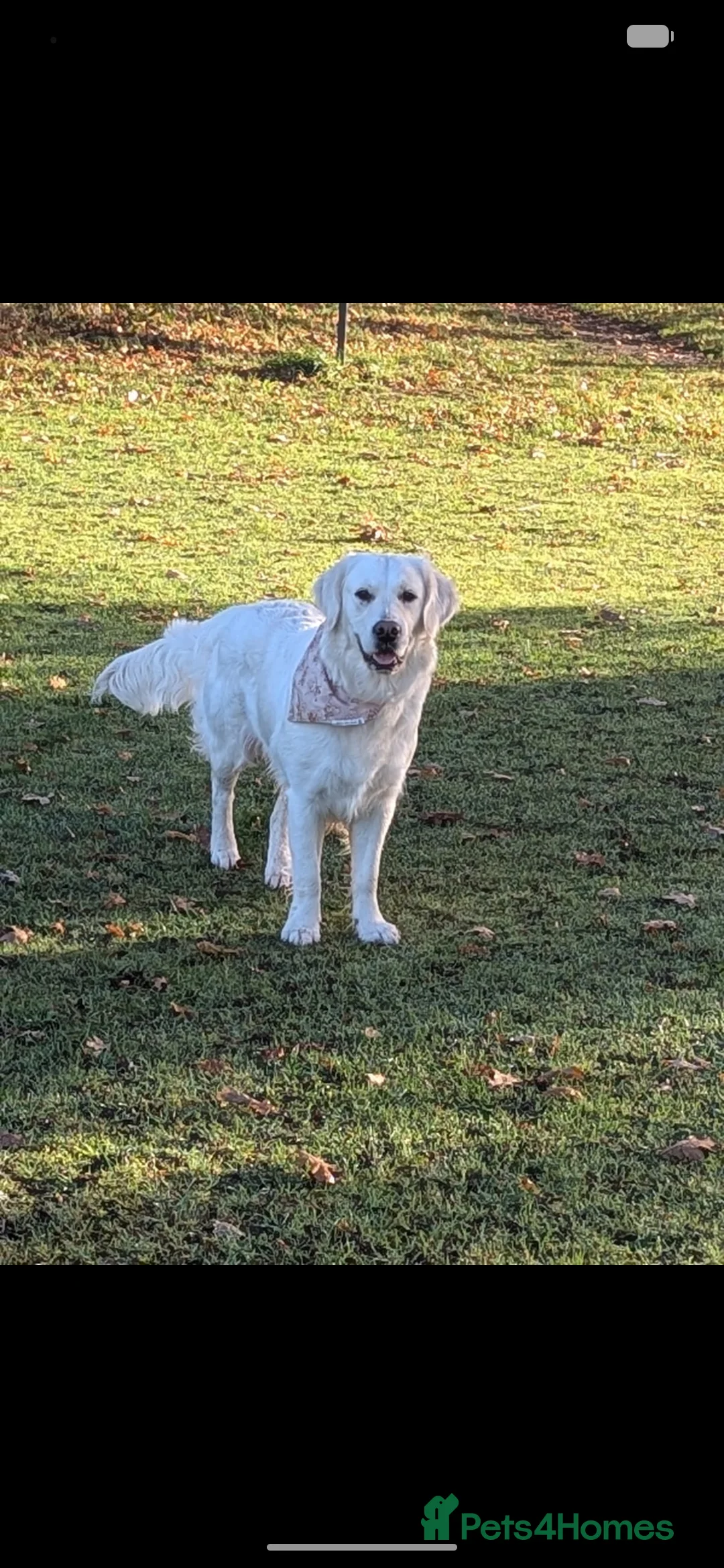 Golden Retriever dogs for sale: 🐾6  Golden Retriever Puppies! 🐾 - Advert 26