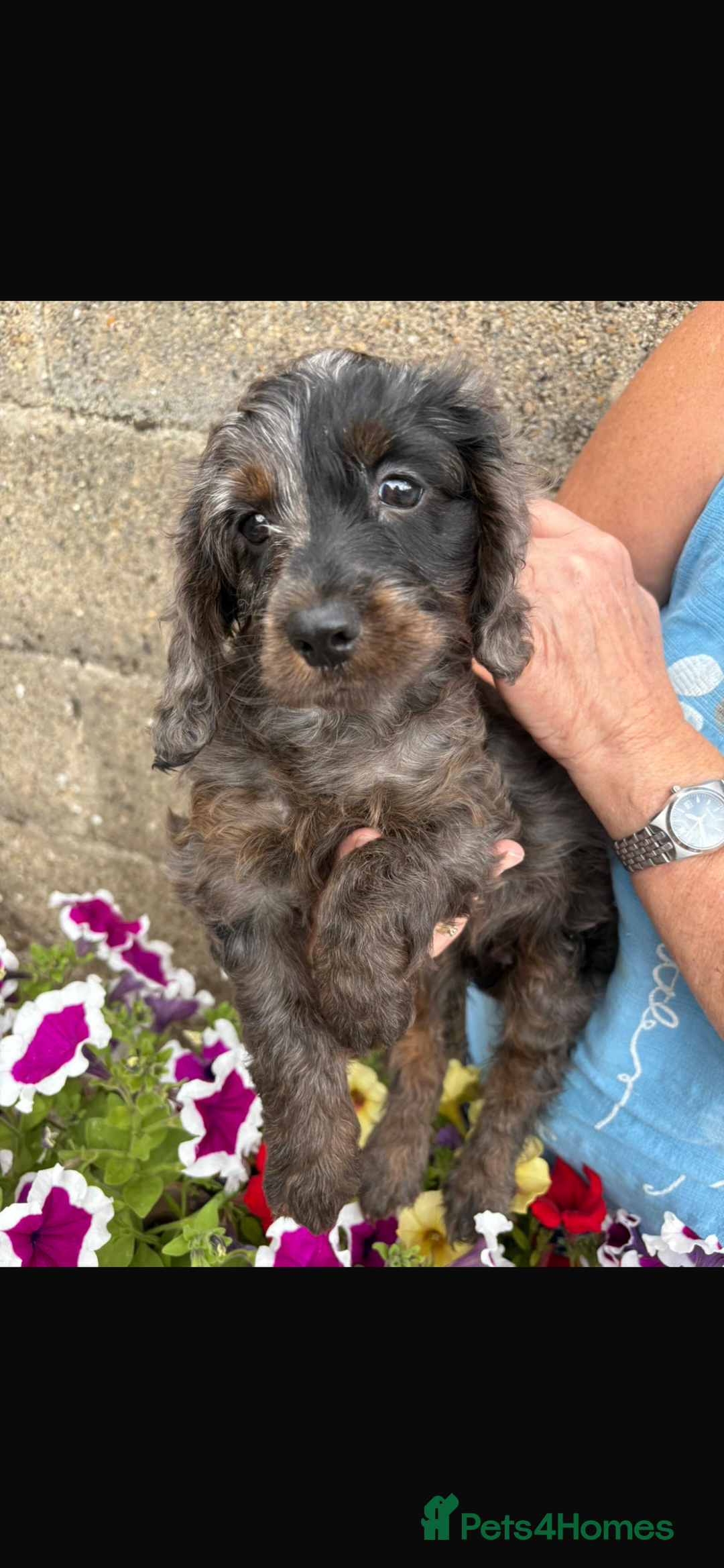 Cockapoo dogs for sale: COCKERPOOS HEALTH TESTED PARENTS - Image 3