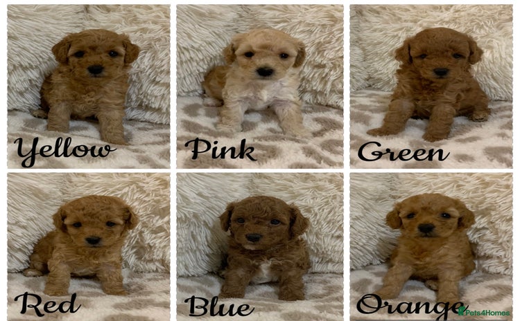 Poochon dogs - Advert 1