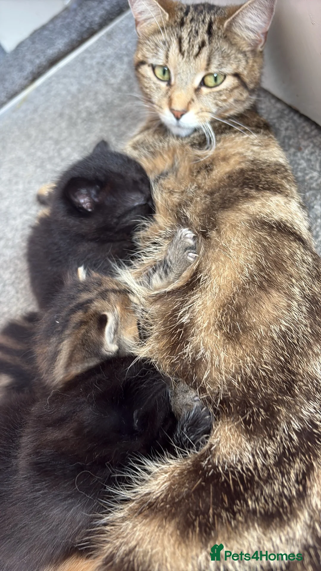 Mixed Breed cats for sale: Beautiful kitten litter  - Advert 2