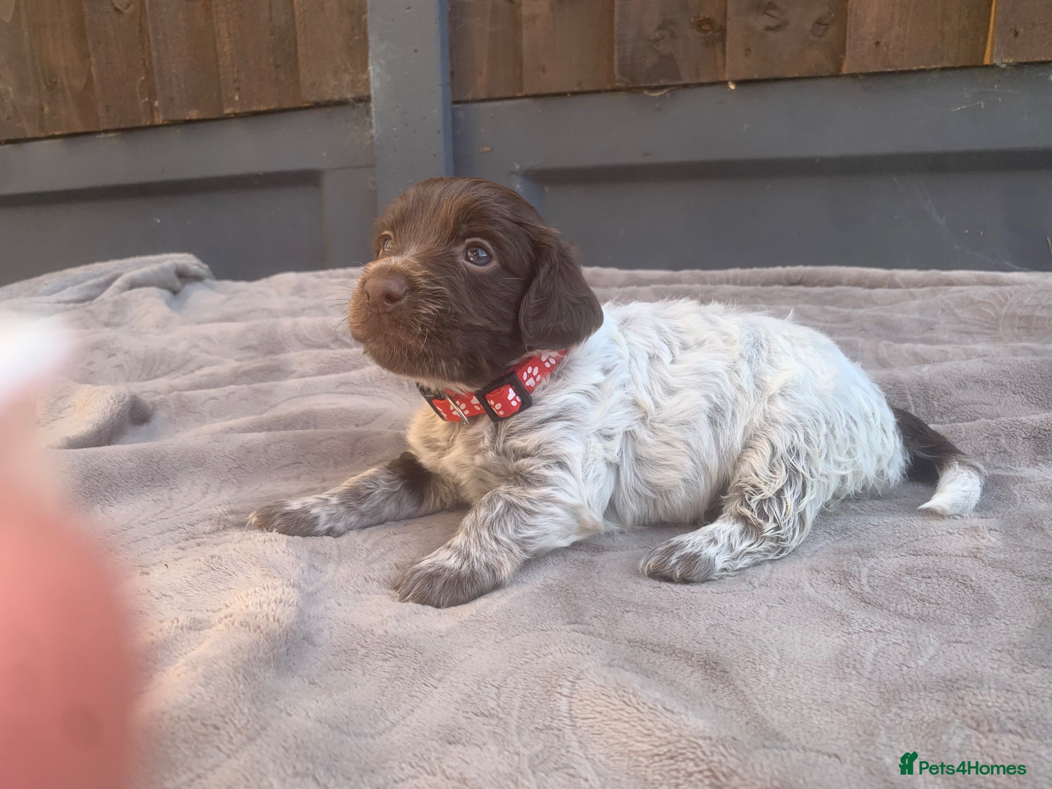 Mixed Breed dogs  german shorthaired pointer/ - Advert 1
