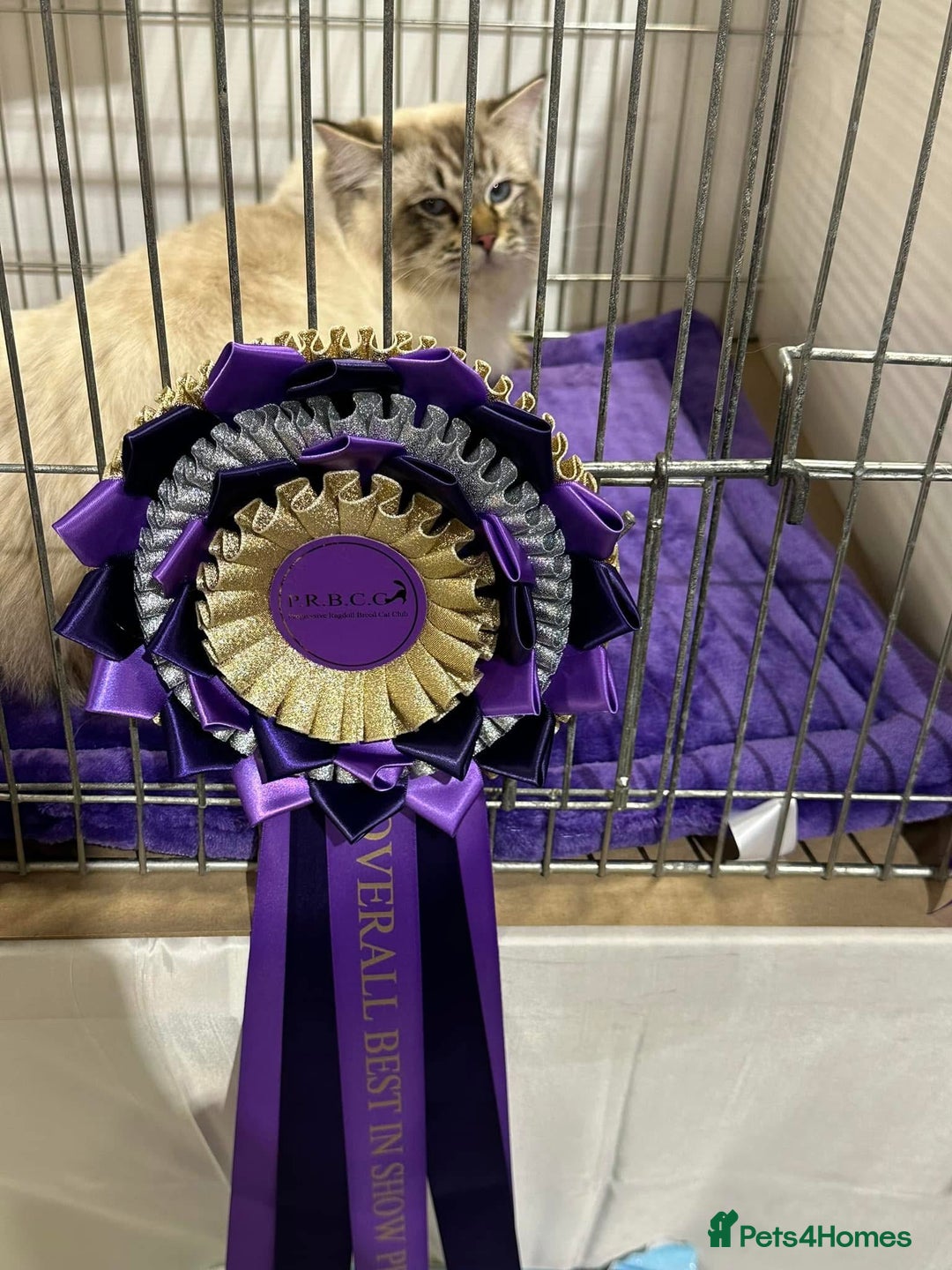 Ragdoll cats for sale: Gccf registered ragdoll male  - Advert 3