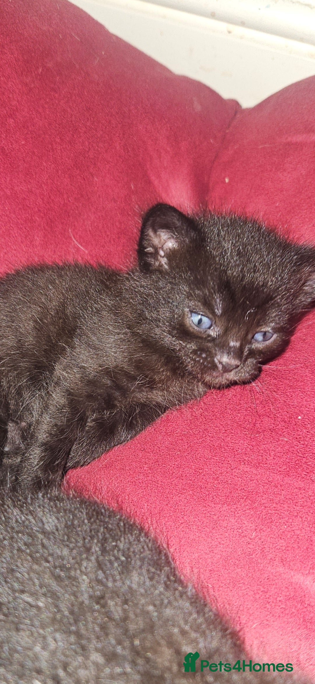 Mixed Breed cats for sale: Mixed breed kittens, mum half bengal - Advert 12