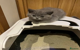British Shorthair cats for sale: British Blue ready to Steal Your Heart!  - Image 5