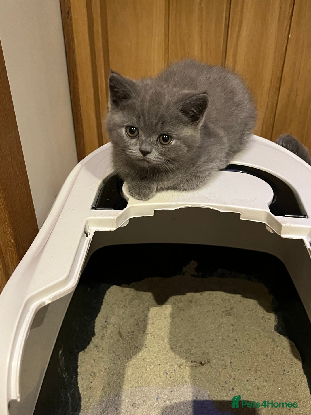 British Shorthair cats for sale: British Blue ready to Steal Your Heart!  - Image 5