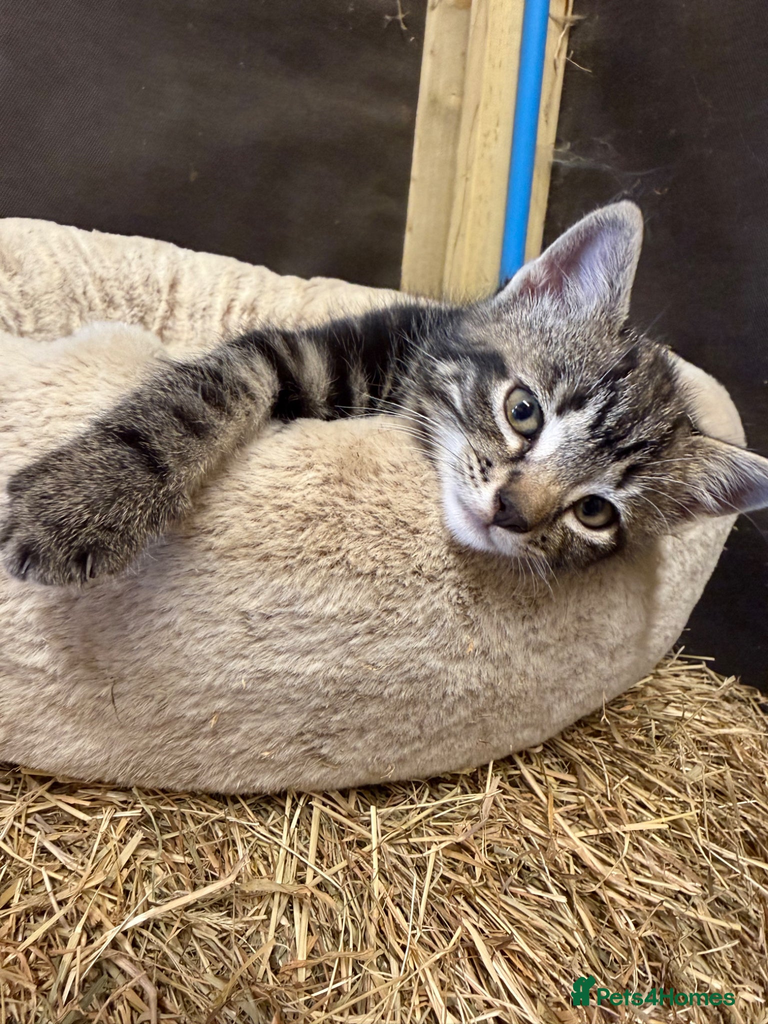 Mixed Breed cats for sale: 1 Female Kitten for sale  - Advert 6