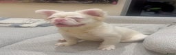 French Bulldog dogs for sale: Chez- Fluffy Frenchie Bulldog  - Advert 2