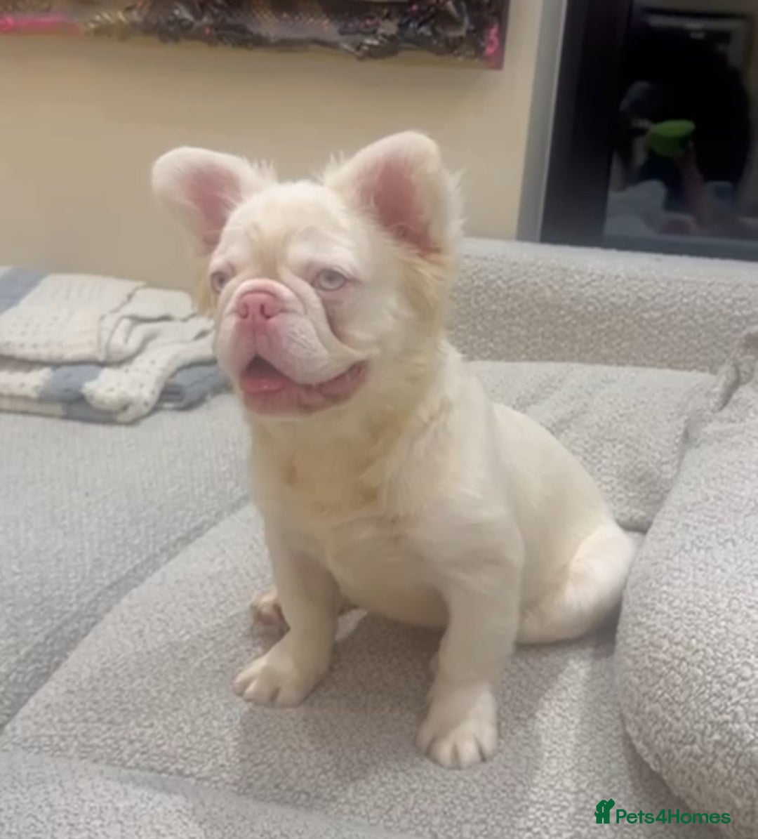 French Bulldog dogs for sale: Chez- Fluffy Frenchie Bulldog  - Advert 2