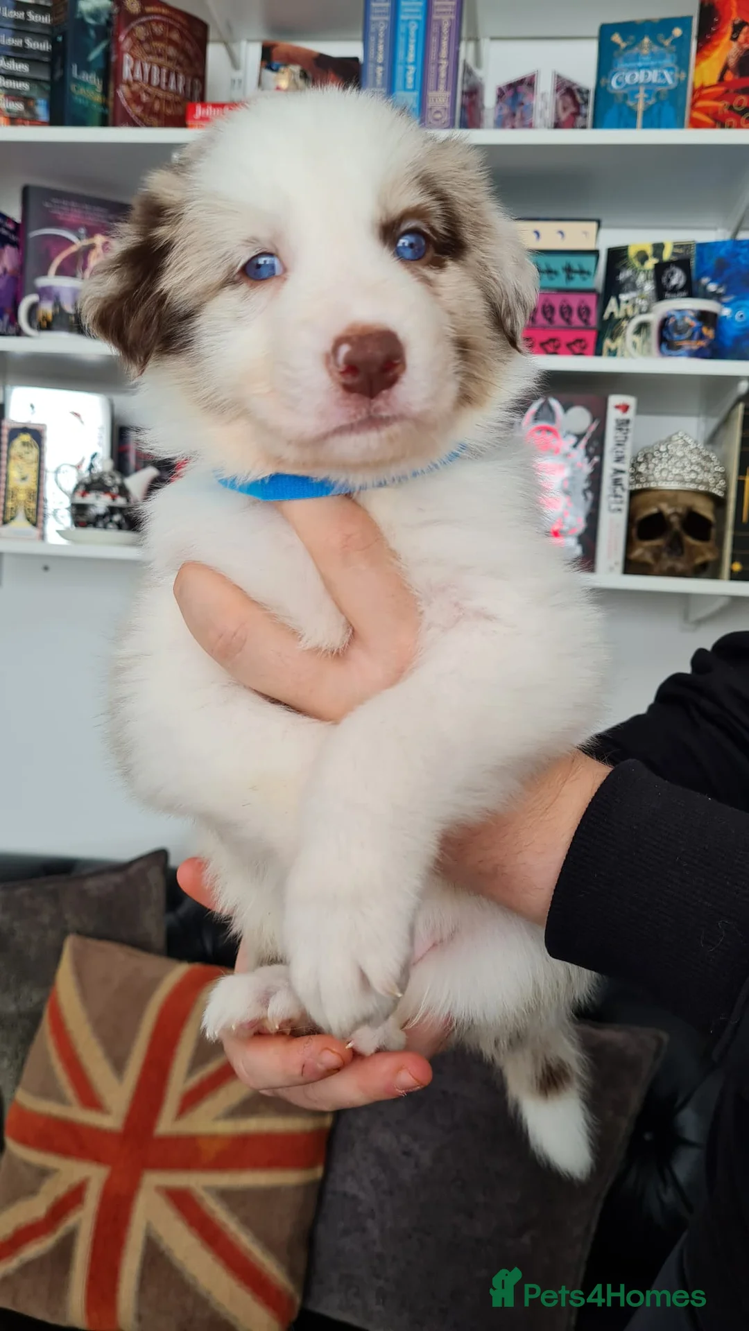 Border Collie dogs for stud: Proven tri blue Merle with two blue eyes in Darlington - Advert 12