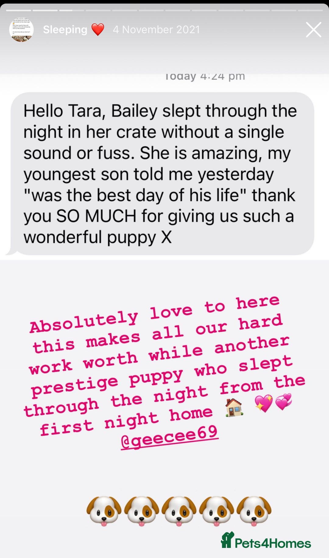 Cavapoo dogs for sale: Extensively Health Tested F1b Cavapoo Puppies  - Image 22