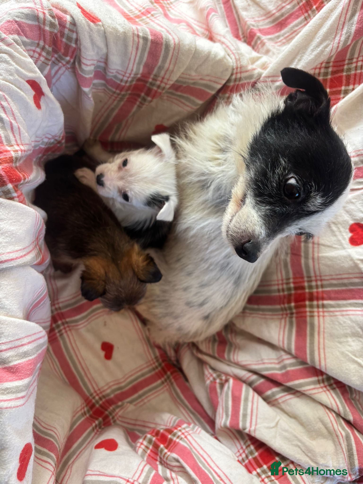 Mixed Breed dogs Beautiful Chalky puppies - Advert 5