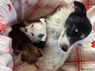 Mixed Breed dogs Beautiful Chalky puppies - Advert 5