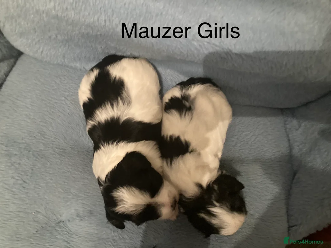 Maltese dogs for stud: Gorgeous Maltese At STUD in Coventry - Advert 8