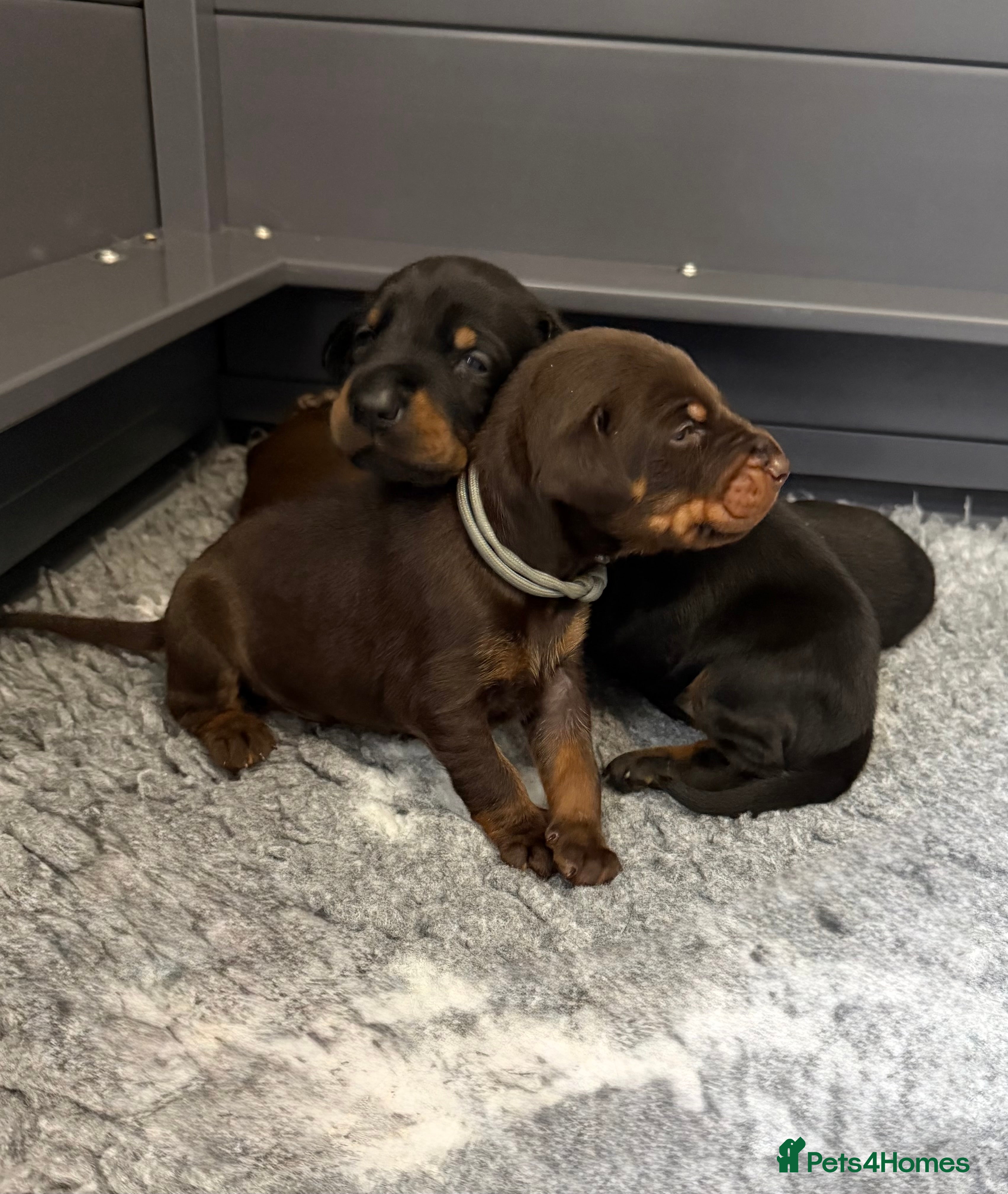 Dobermann dogs 🩷 Outstanding RKC Dobermann Puppies 🩷 - Advert 2