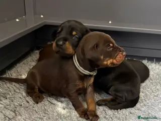 Dobermann dogs 🩷 Outstanding RKC Dobermann Puppies 🩷 - Advert 2