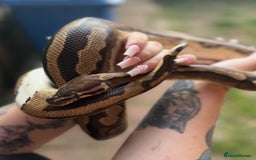 Python Snake reptiles for sale: Ball python with full set up  - Image 6