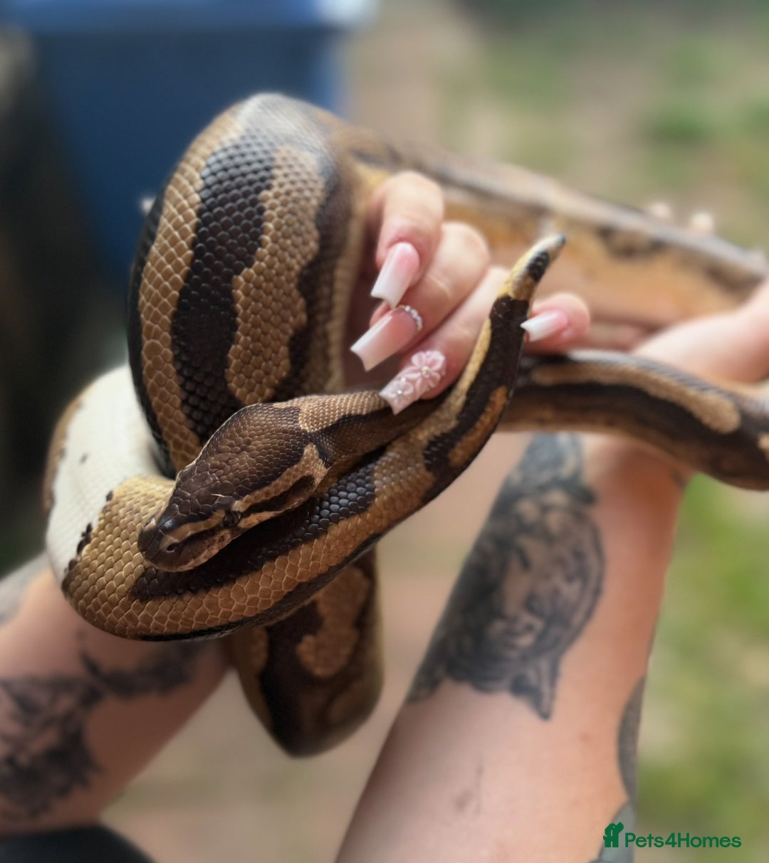 Python Snake reptiles for sale: Ball python with full set up  - Image 6