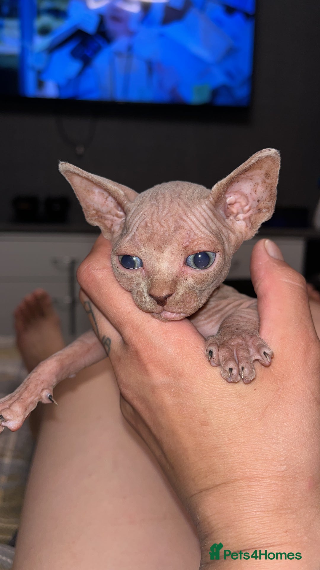 Sphynx cats for sale: LAST 2 tortie elf girls left  - Image 8