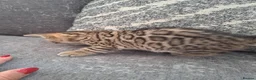 Bengal cats for sale: Adorable  full blood line pedigree Bengal kittens. - Advert 10