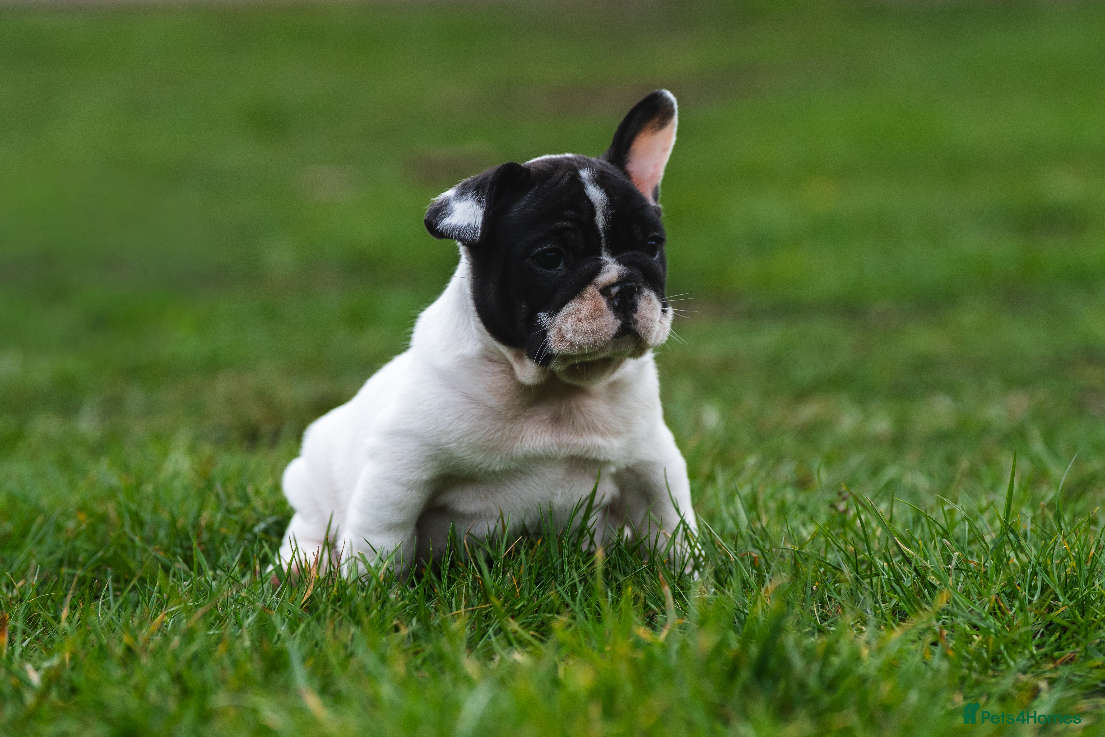 French Bulldog dogs for sale: KC fully health genetic & tested puppies - Advert 11