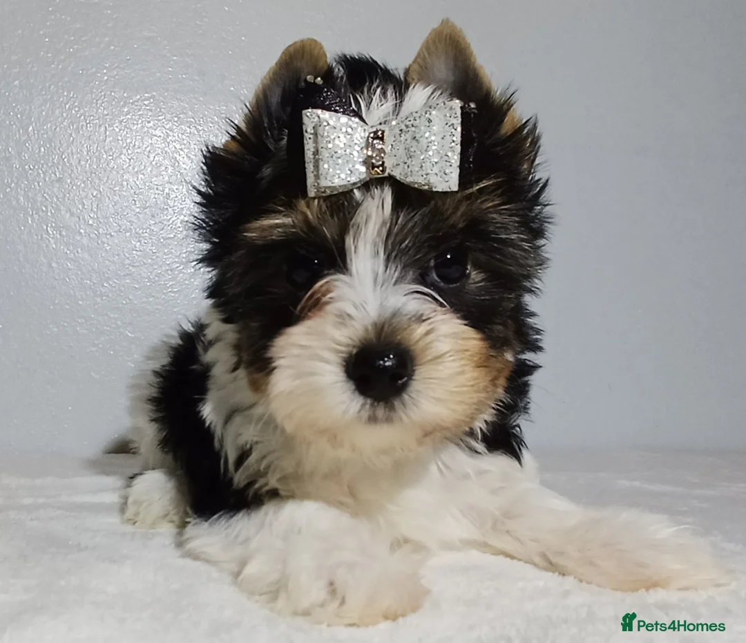 Yorkshire Terrier dogs for sale: 100% Biewer yorkshire-terrier Pedigree  - Advert 20