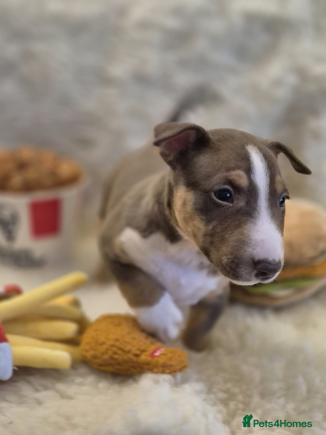 Miniature Bull terrier dogs for sale: 🐾 Exclusive Miniature Bull Terrier Puppies🐾  - Advert 32