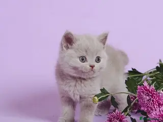 British Shorthair cats Beautiful lilac British shorthair kittens - Advert 2
