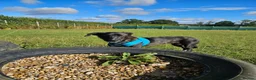 Mixed Breed dogs for adoption: Green for adoption in Hastings - Advert 6