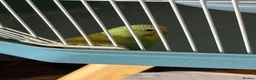 Budgerigars birds for sale: Two beautiful male budgies 6 months old  - Advert 3