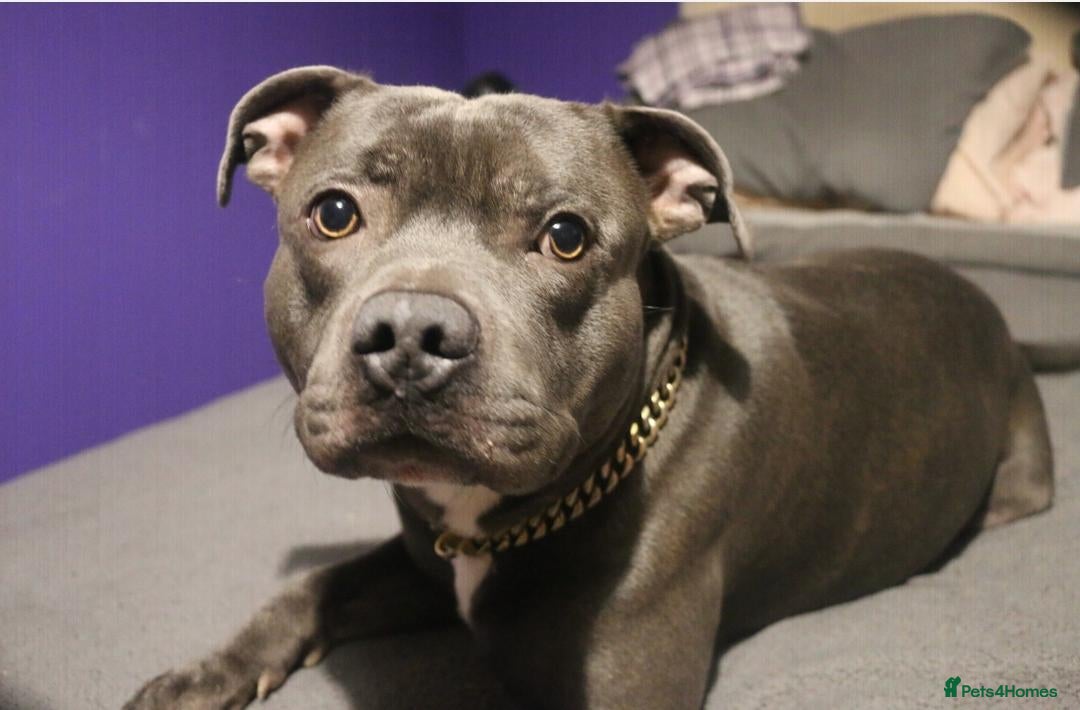 Staffordshire Bull Terrier dogs for sale: For Sale Blue Staffies/ Blue Staffordshire  - Image 6