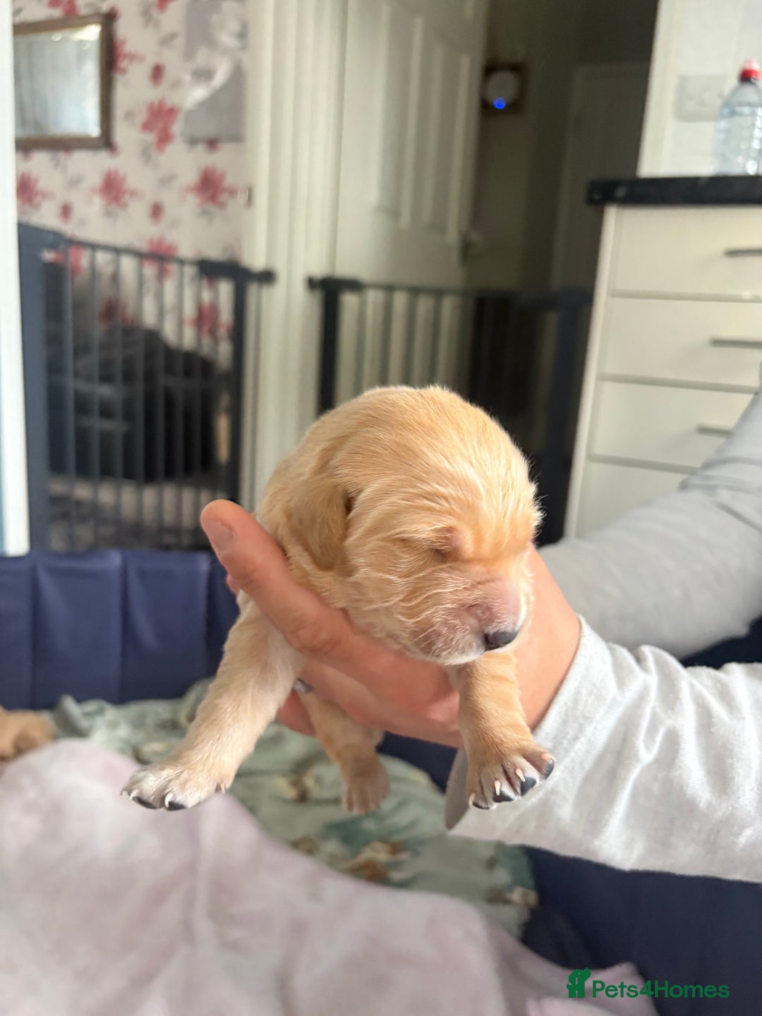 Golden Retriever dogs for sale: 6 beautiful golden retriever pups - Image 10