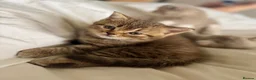 British Shorthair cats for sale: Stunning British shorthair kitten  - Advert 18
