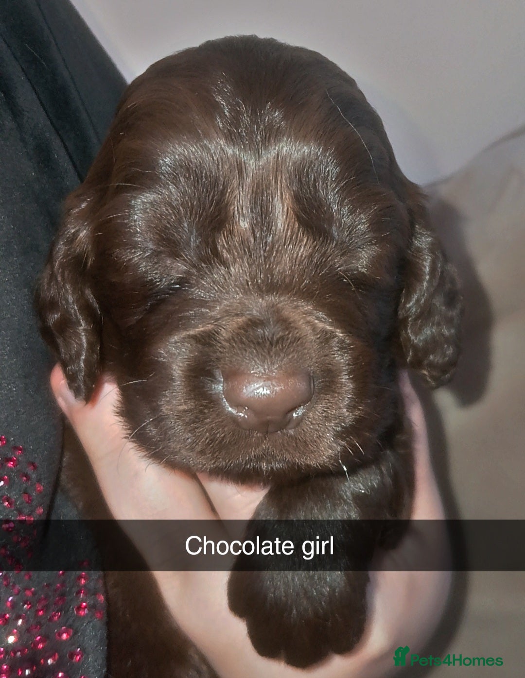 Cocker Spaniel dogs for sale: 8 stunning cocker spaniel puppies - Advert 7