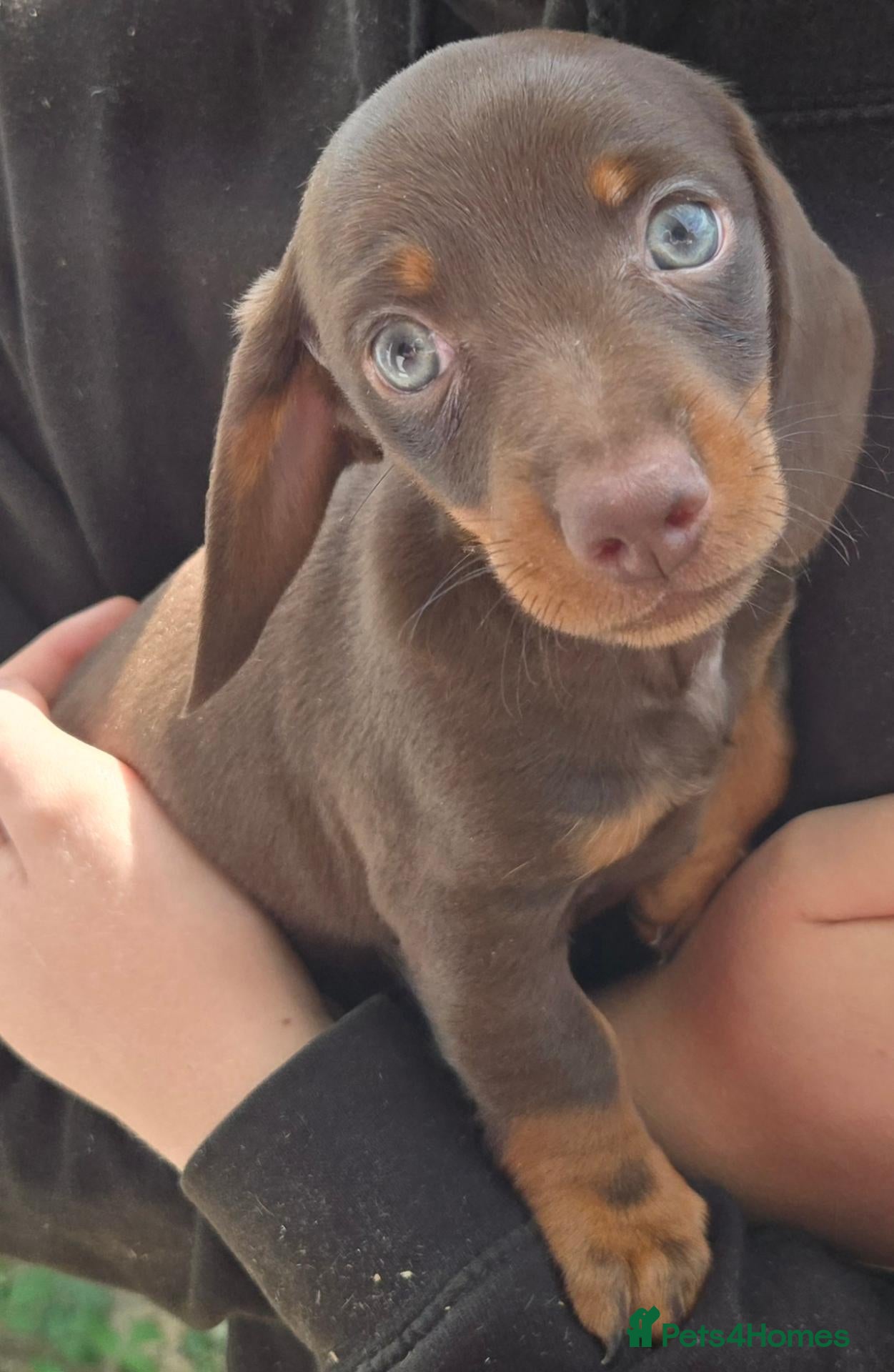 Miniature Dachshund dogs 5 X miniature dachshunds puppies for sale - Advert 1