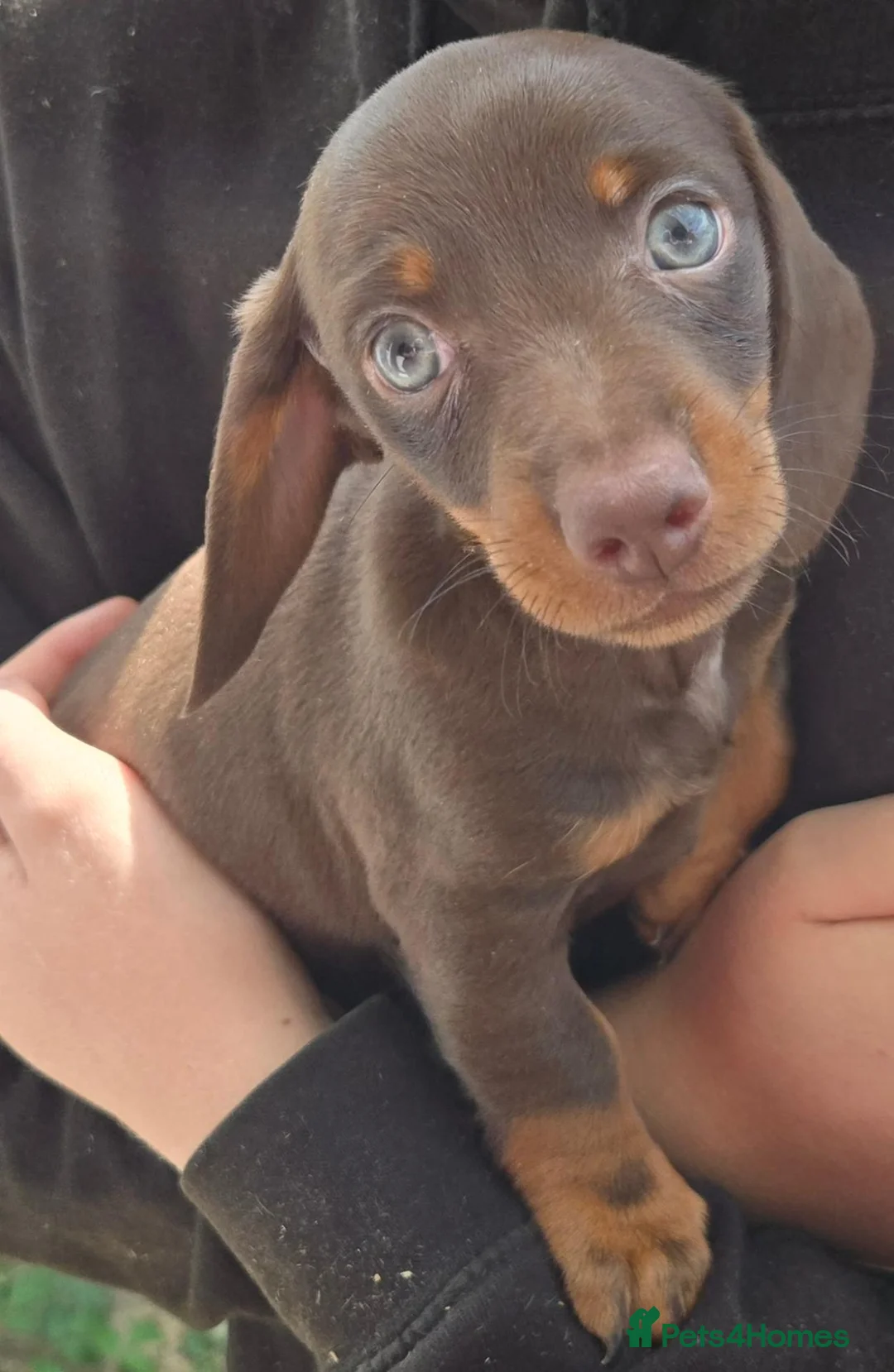 Miniature Dachshund dogs for sale: 5 X miniature dachshunds puppies for sale - Advert 1