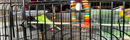 Budgerigars birds for sale: Two Lovely Budgies + Large Cage in Stafford - Advert 2