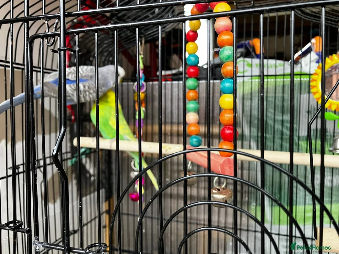 Budgerigars birds for sale: Two Lovely Budgies + Large Cage in Stafford - Advert 2