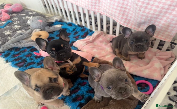 French Bulldog dogs - Advert 3