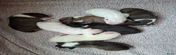 English Bull Terrier dogs for sale: 8 QUALITY BISONBULLIE BABIES  in Slough - Advert 12