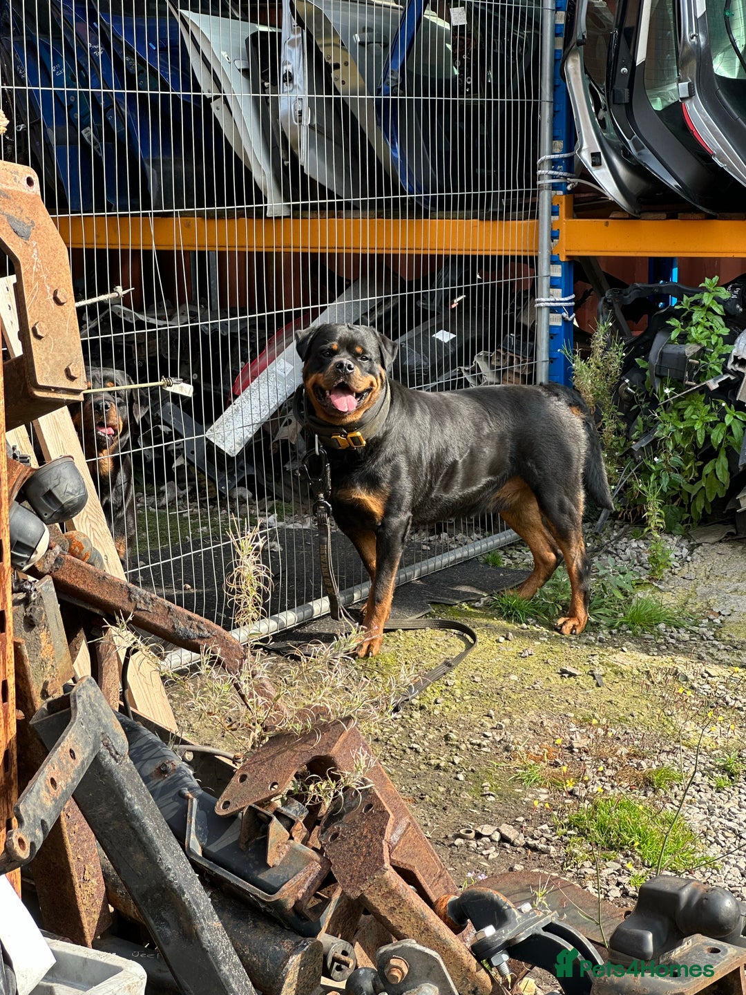 Rottweiler dogs for stud: Working Line German Rottweiler FaloconestFor Stud in Oldham - Advert 1