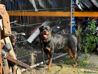 Rottweiler dogs in Oldham - Advert 18