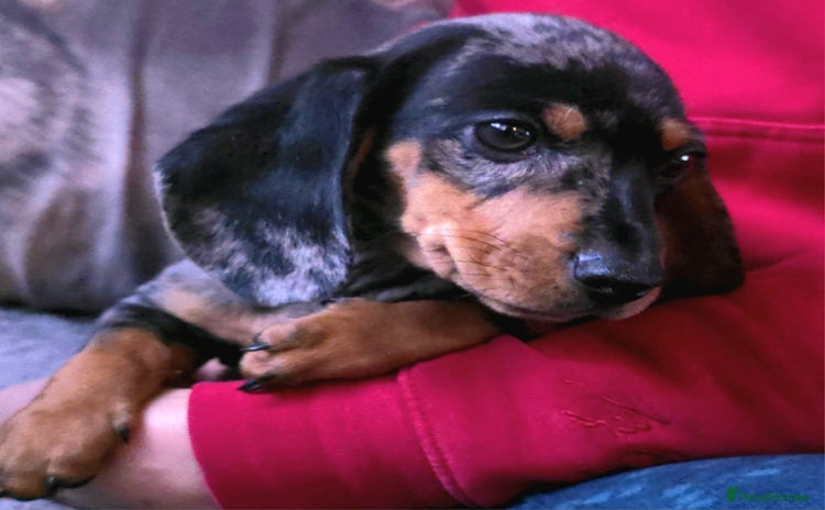 Dachshund dogs - Advert 14
