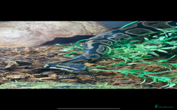 Python Snake reptiles for sale: Very sweet Leopard DH Candy Pied Ball Python  - Image 8