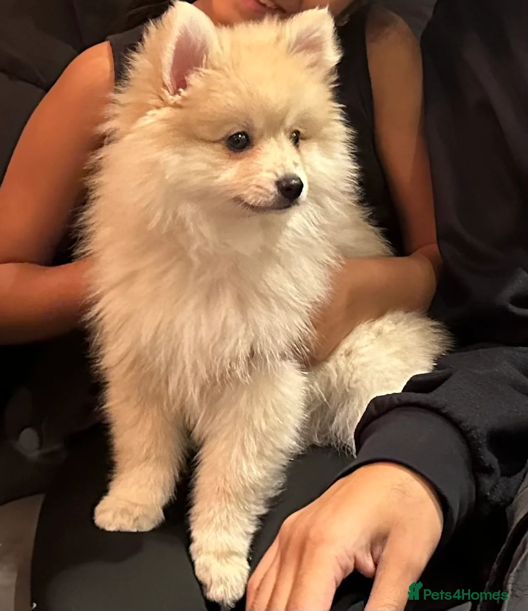 Mixed Breed dogs for sale: Gorgeous Pomeranian for sale - Advert 3